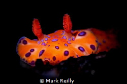 nudibranch at night by Mark Reilly 
